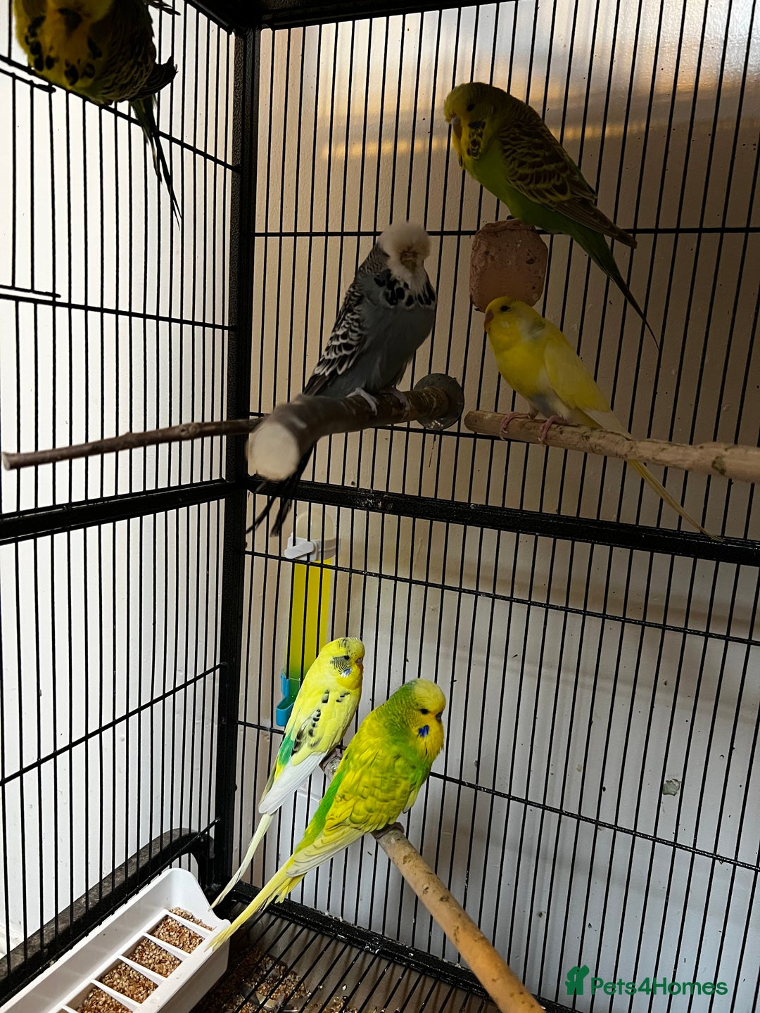 Budgerigars birds for sale: Budgies for sale  - Advert 2