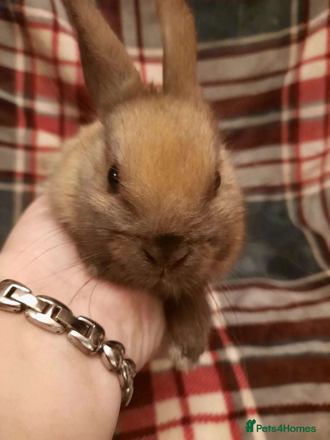 Netherland Dwarf rabbits for sale: Five Litters Of Netherland Dwarf Babies - Advert 7