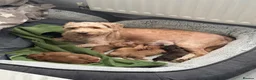 Cockapoo dogs for sale: 6 Gorgeous Cockapoo Puppies Seeking Loving Homes - Advert 16
