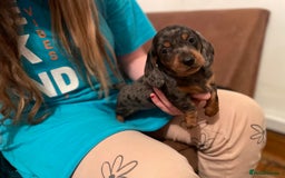 Miniature Dachshund dogs for sale: Miniature dachshund puppies - Image 4