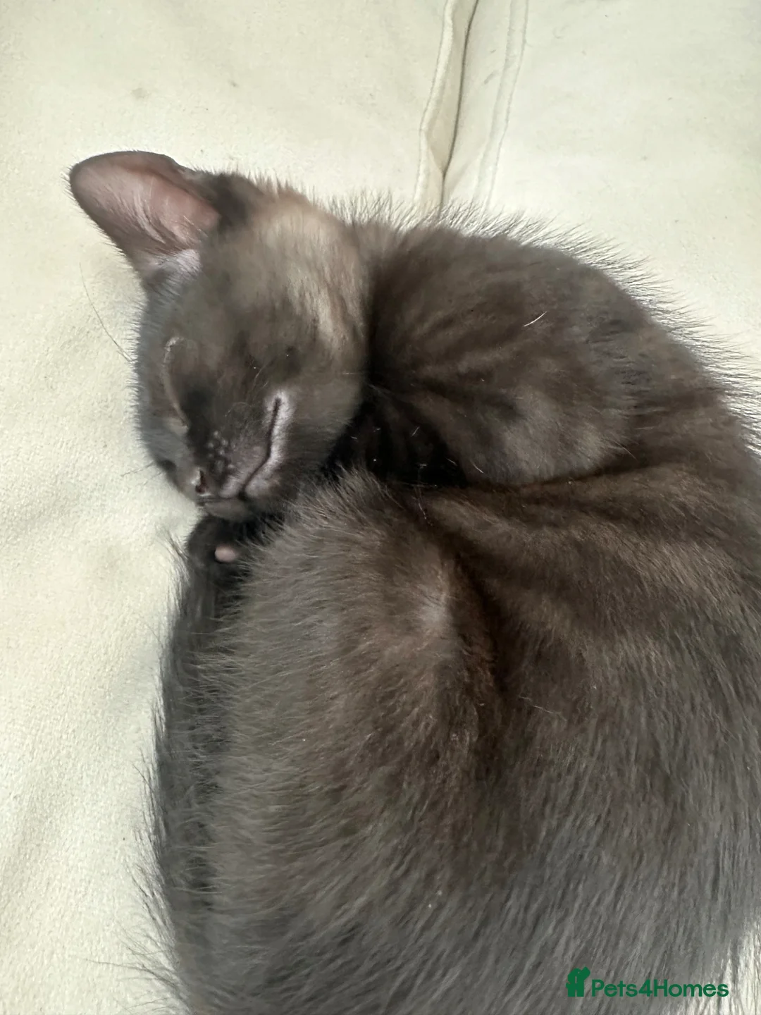 Mixed Breed cats for sale: Kittens  **  in Swansea - Advert 2