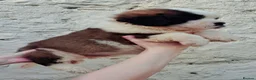 Saint Bernard dogs for sale: Show Quality Saint Bernard's  - Advert 19