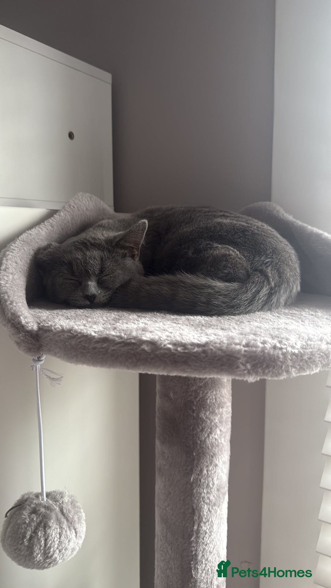 British Shorthair cats for sale: British shorthair kitten - Mochi  - Advert 7