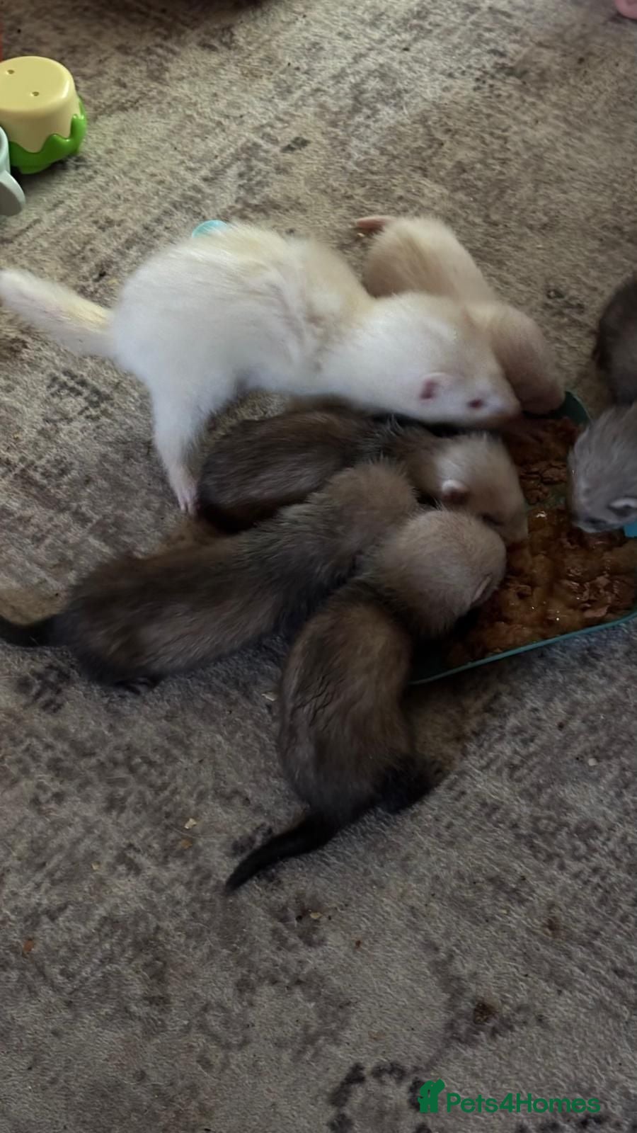 Ferret rodents Baby ferrets  - Advert 7