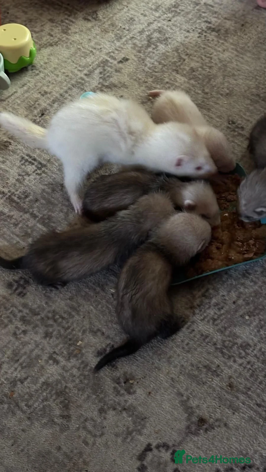 Ferret rodents for sale: Baby ferrets  in Birmingham - Advert 1