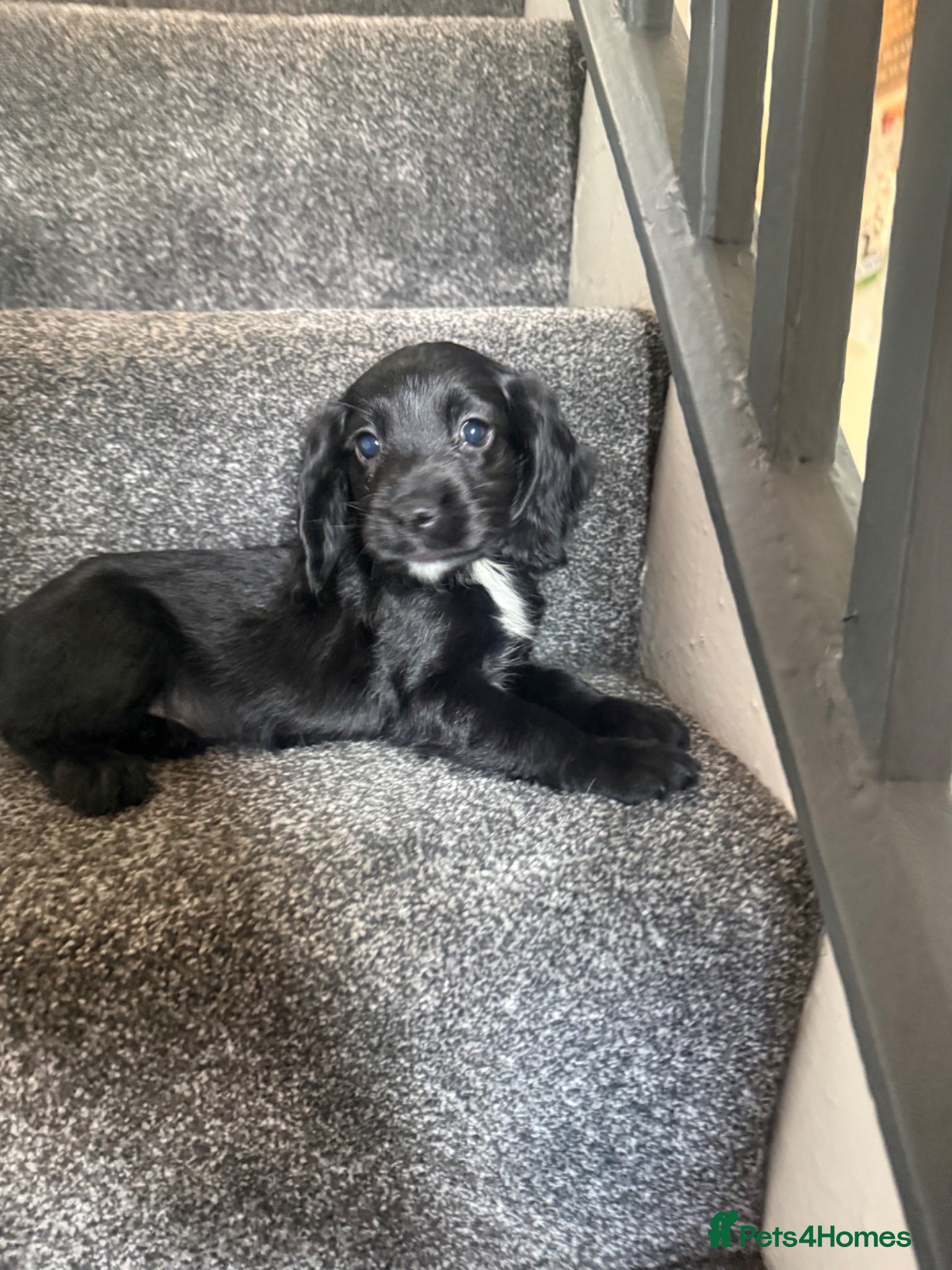 Cocker Spaniel dogs Cocker Spaniel Puppies READY NOW - Advert 5