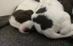 Sprocker dogs for sale: Beautiful Sprocker puppies  - Image 10