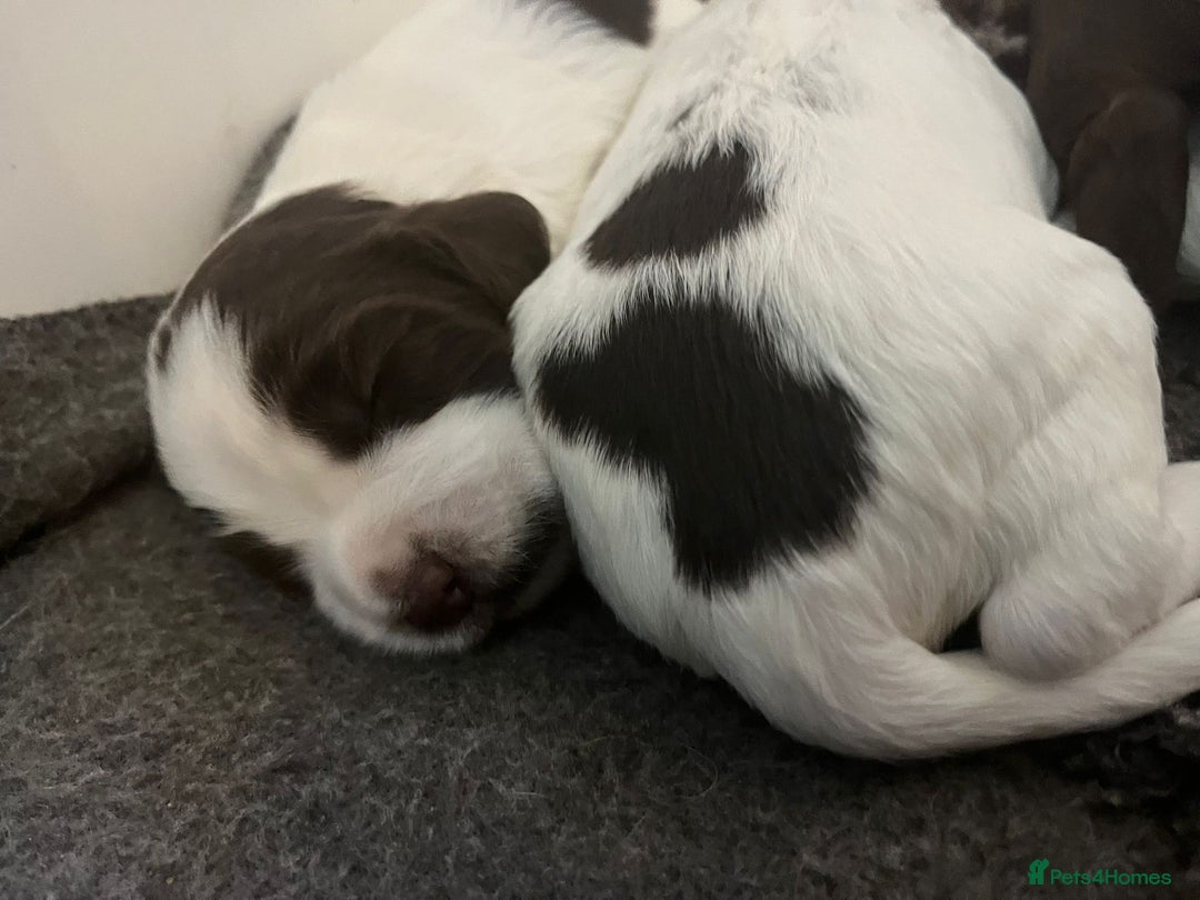 Sprocker dogs for sale: Beautiful Sprocker puppies  - Image 10