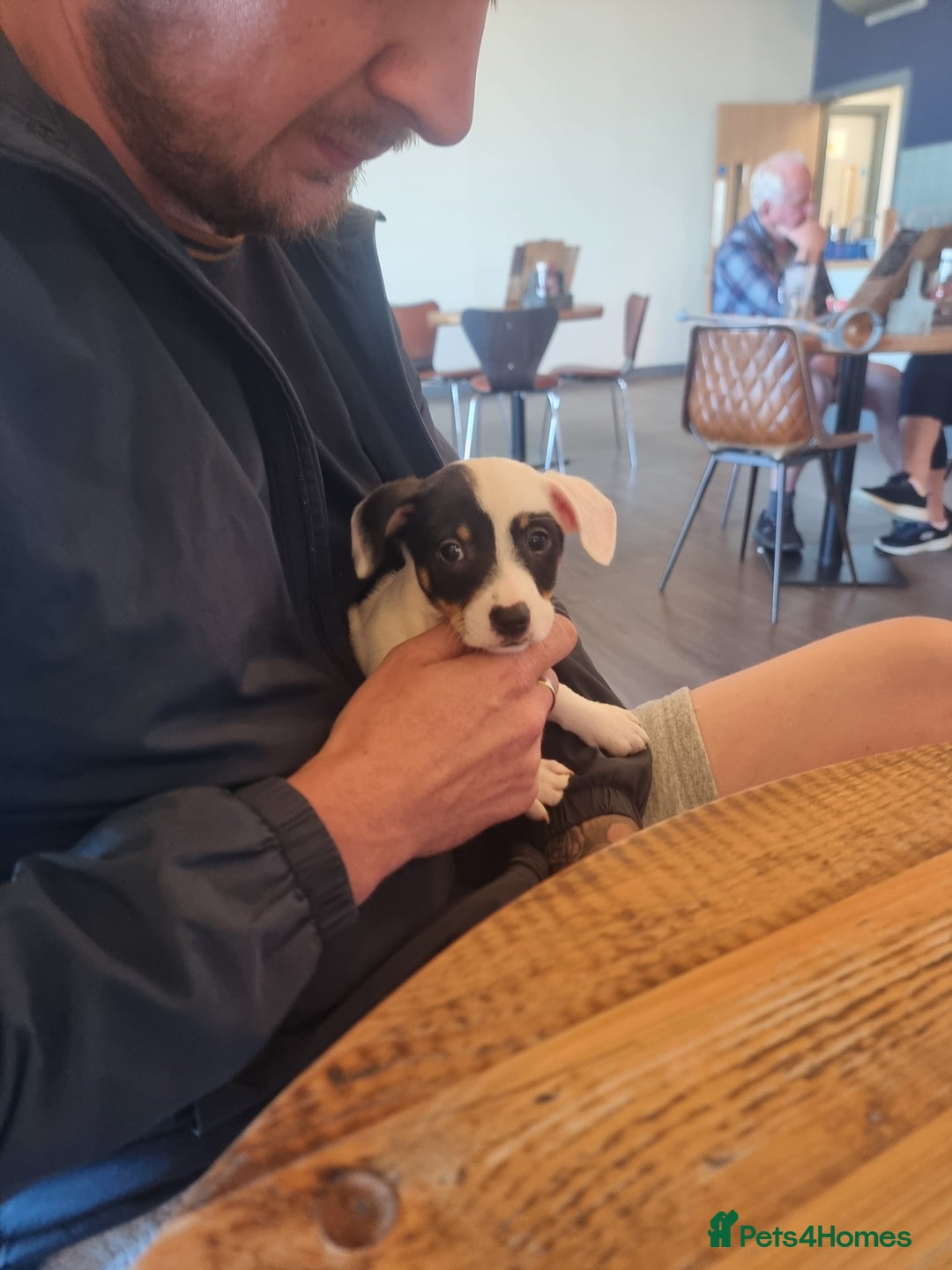 Jack Russell dogs for sale: Jack Russell for sale - Advert 1