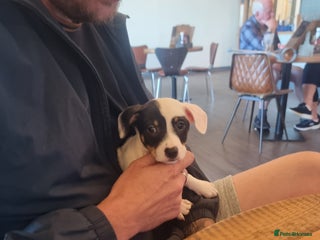 Jack Russell dogs Jack Russell for sale - Advert 1