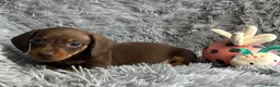 Miniature Dachshund dogs for sale: KC reg, PRA Clear Beautiful Natured Pups - Advert 16