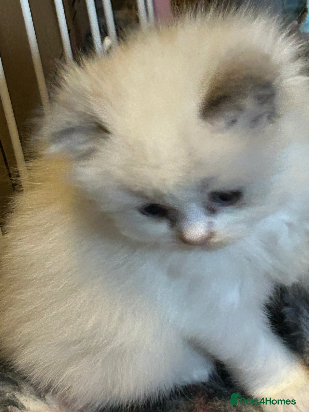 Persian cats for sale: Persian x ragdoll  - Image 4