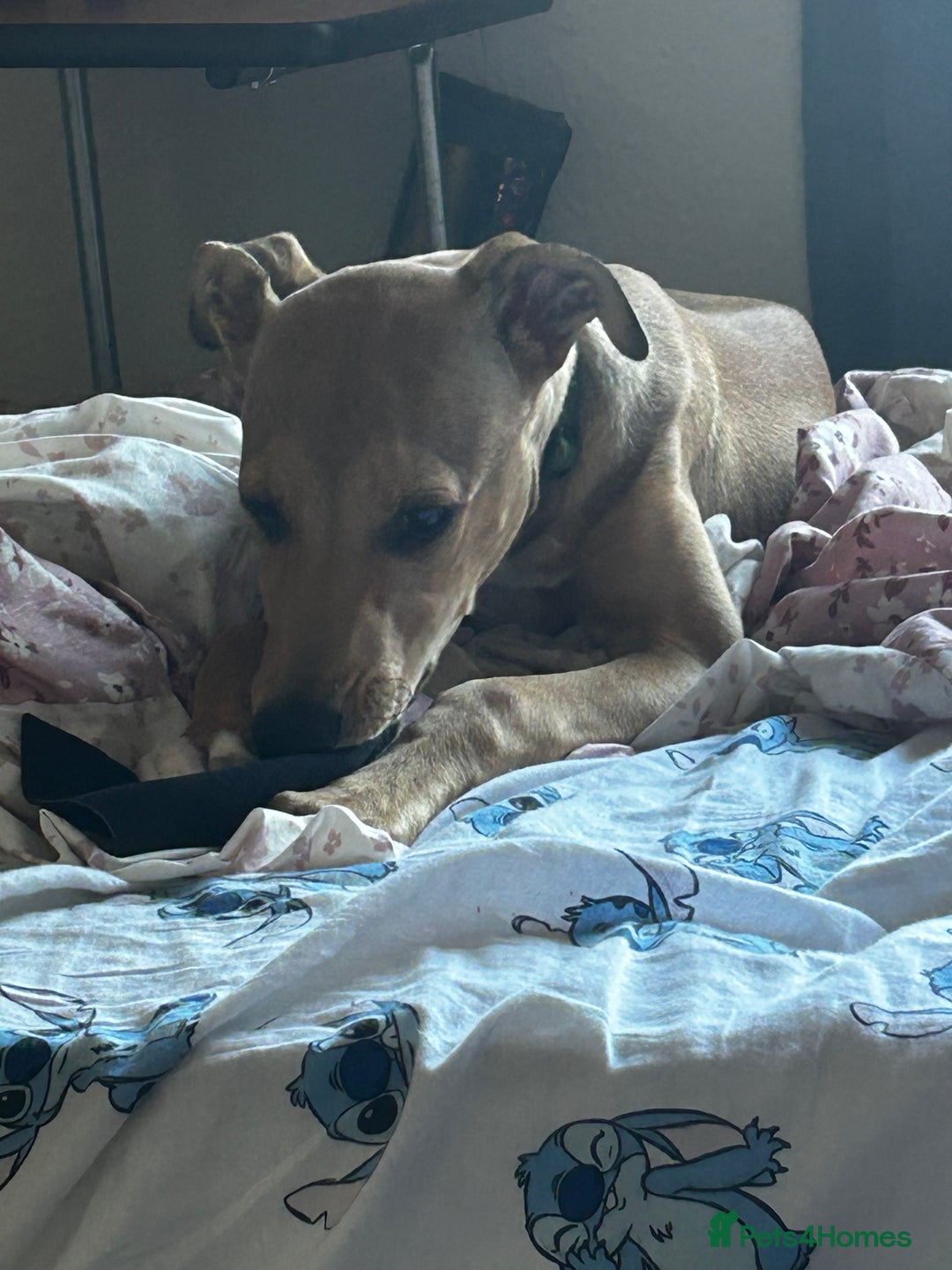 Lurcher dogs for sale: Loving 6Month Old Lurcher Puppy - Image 22