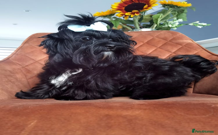 Yorkshire Terrier dogs - Advert 1