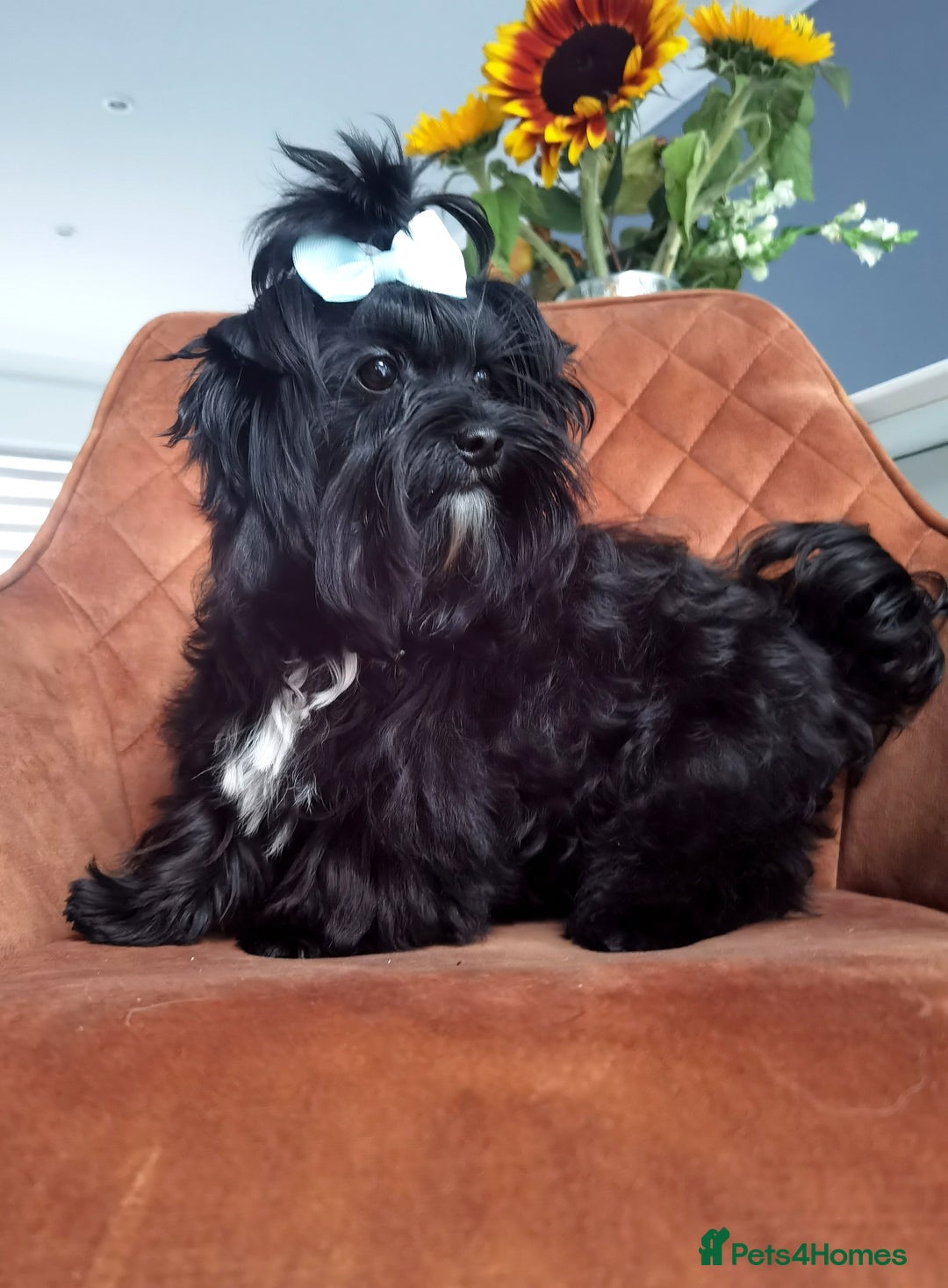 Yorkshire Terrier dogs for sale: Very Cute little Boy❤️ - Image 2