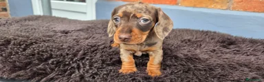 Miniature Dachshund Puppy 2
