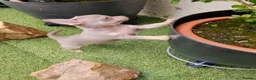 Chihuahua dogs for sale: Beautiful lillac girl - Advert 3