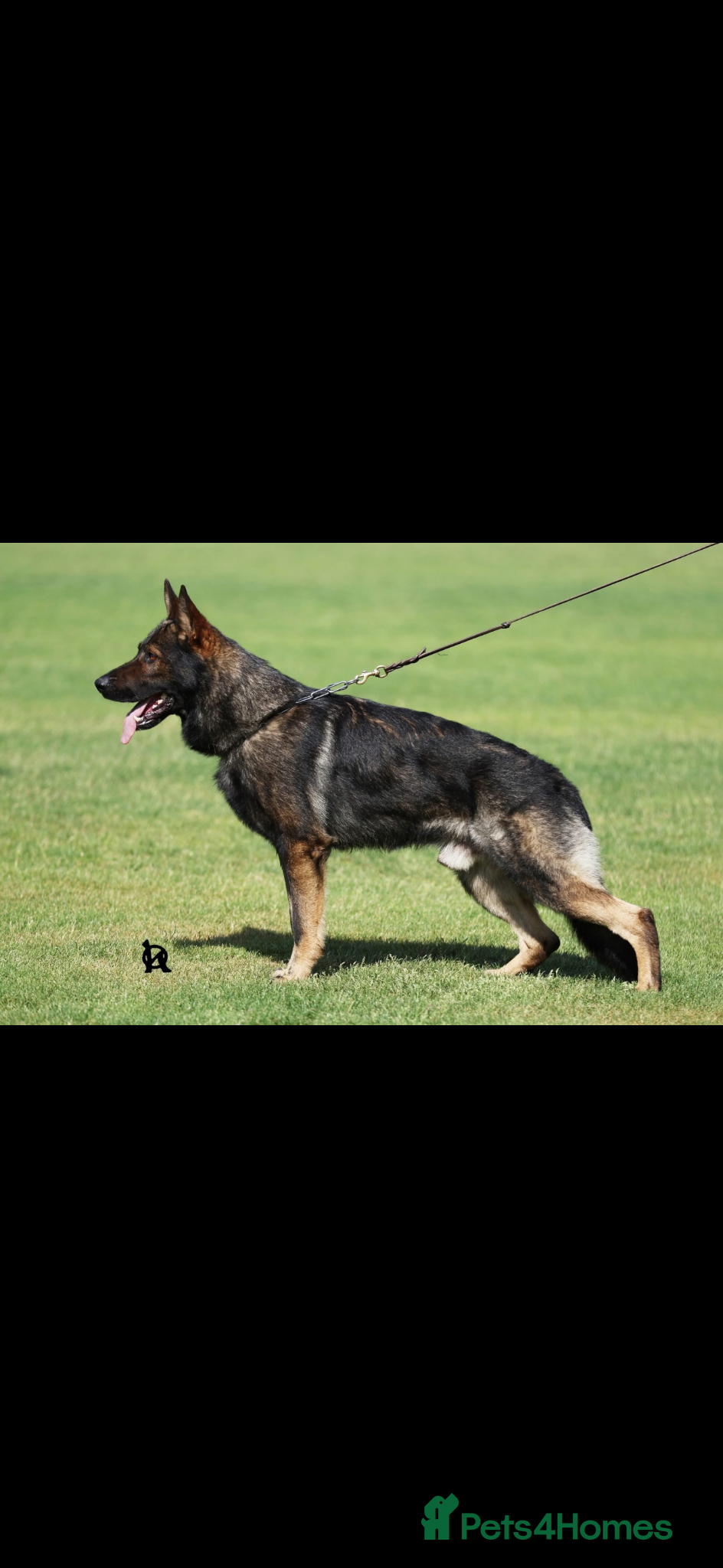 German Shepherd dogs for sale: Part Trained German shepherd available  in Doncaster - Advert 3