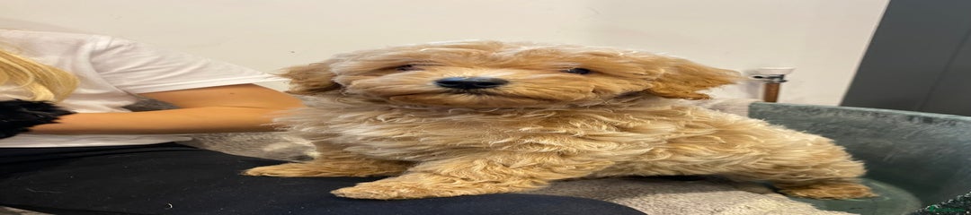 Cavapoochon Puppy 4