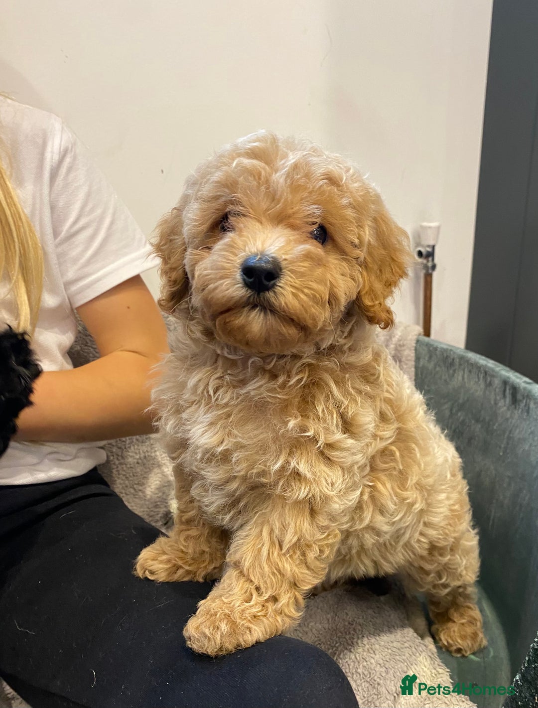 Cavapoochon dogs for sale: Gorgeous litter of Cavapoochon  - Image 7
