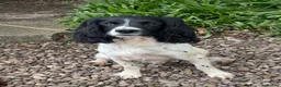 English Springer Spaniel dogs for stud:  Black & White English Springer Spaniel For Stud - Advert 1