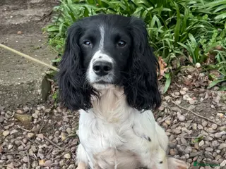 English Springer Spaniel dogs Black & White English Springer Spaniel For Stud - Advert 16