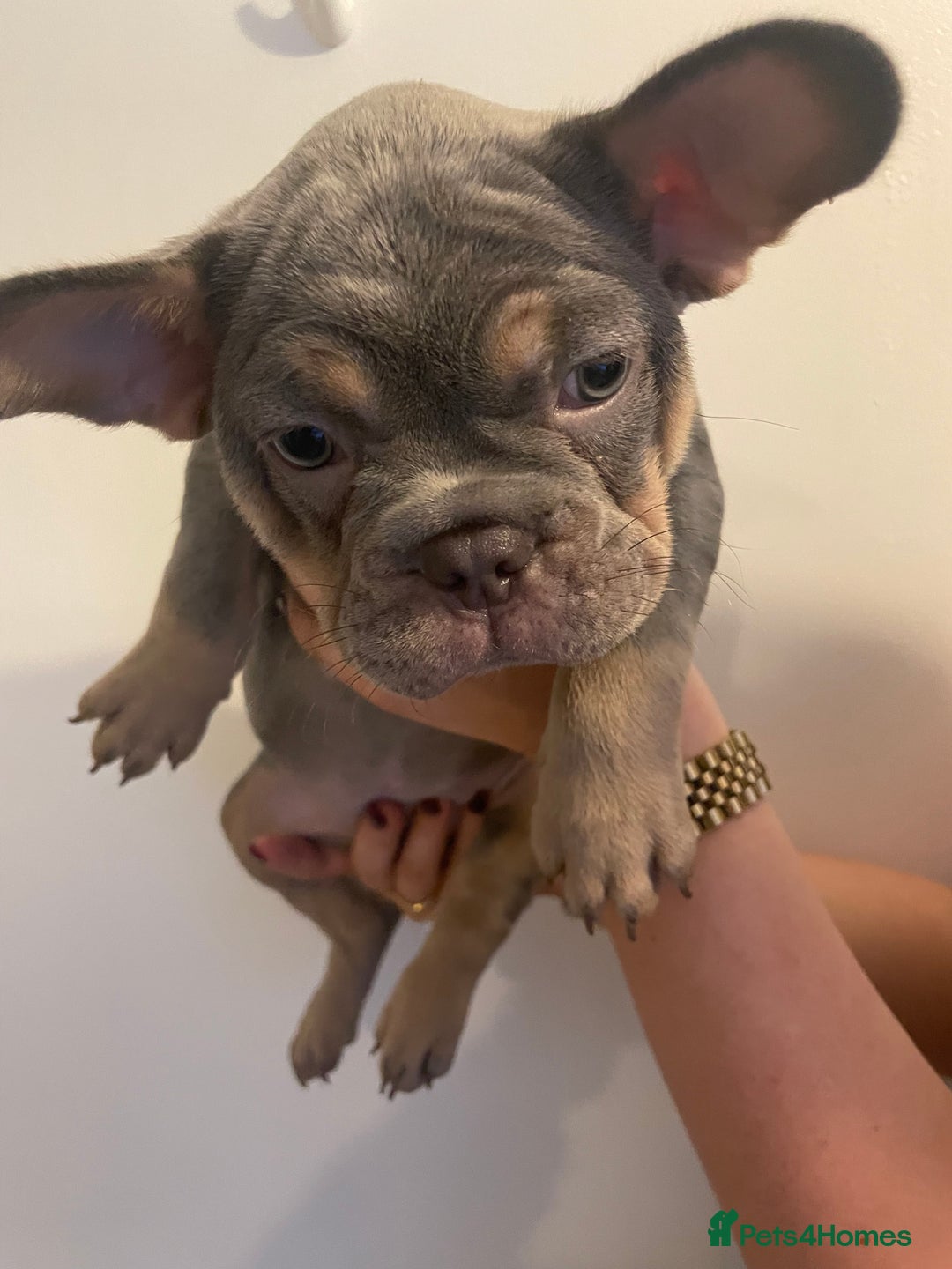 French Bulldog dogs for sale: French bulldog pups - Advert 3