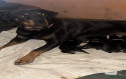 Rottweiler dogs for sale: Stunning Rottweiler puppies  - Image 14
