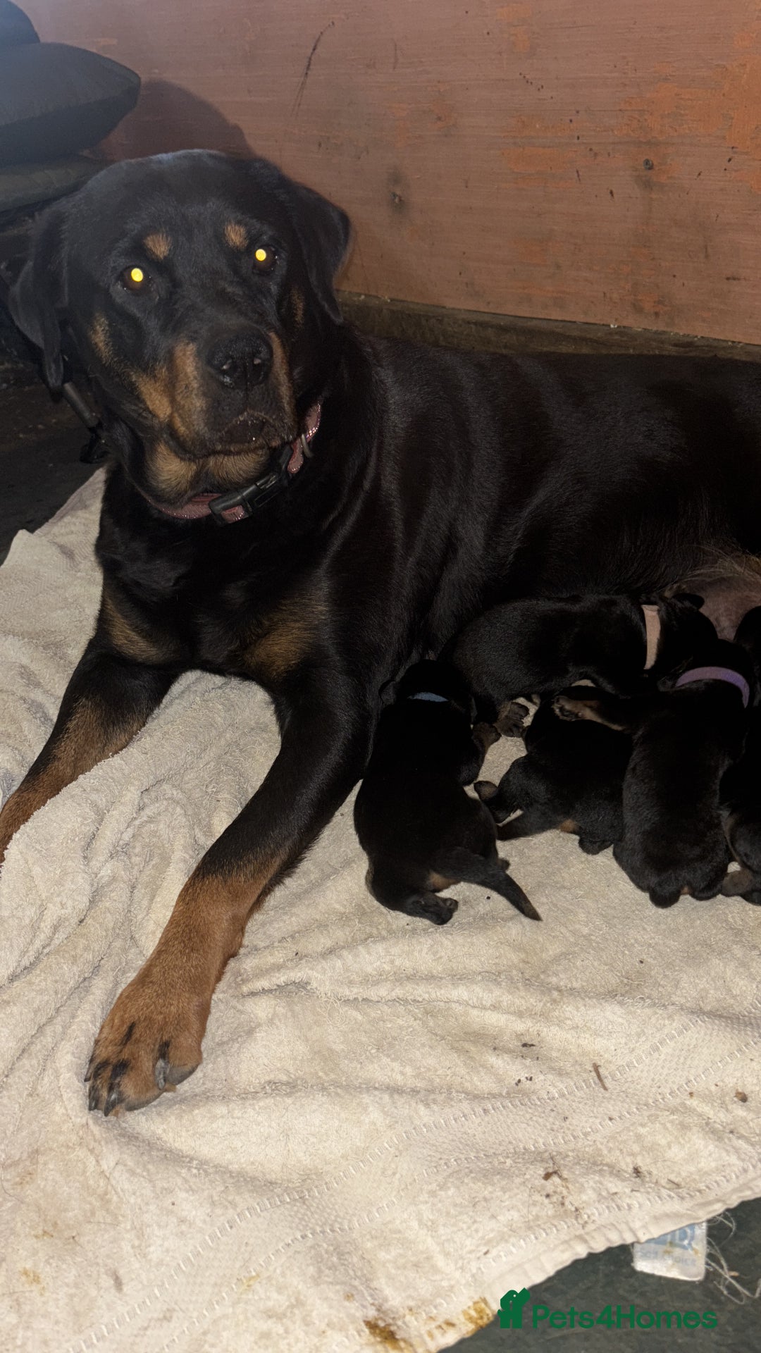 Rottweiler dogs for sale: Stunning Rottweiler puppies  - Image 14