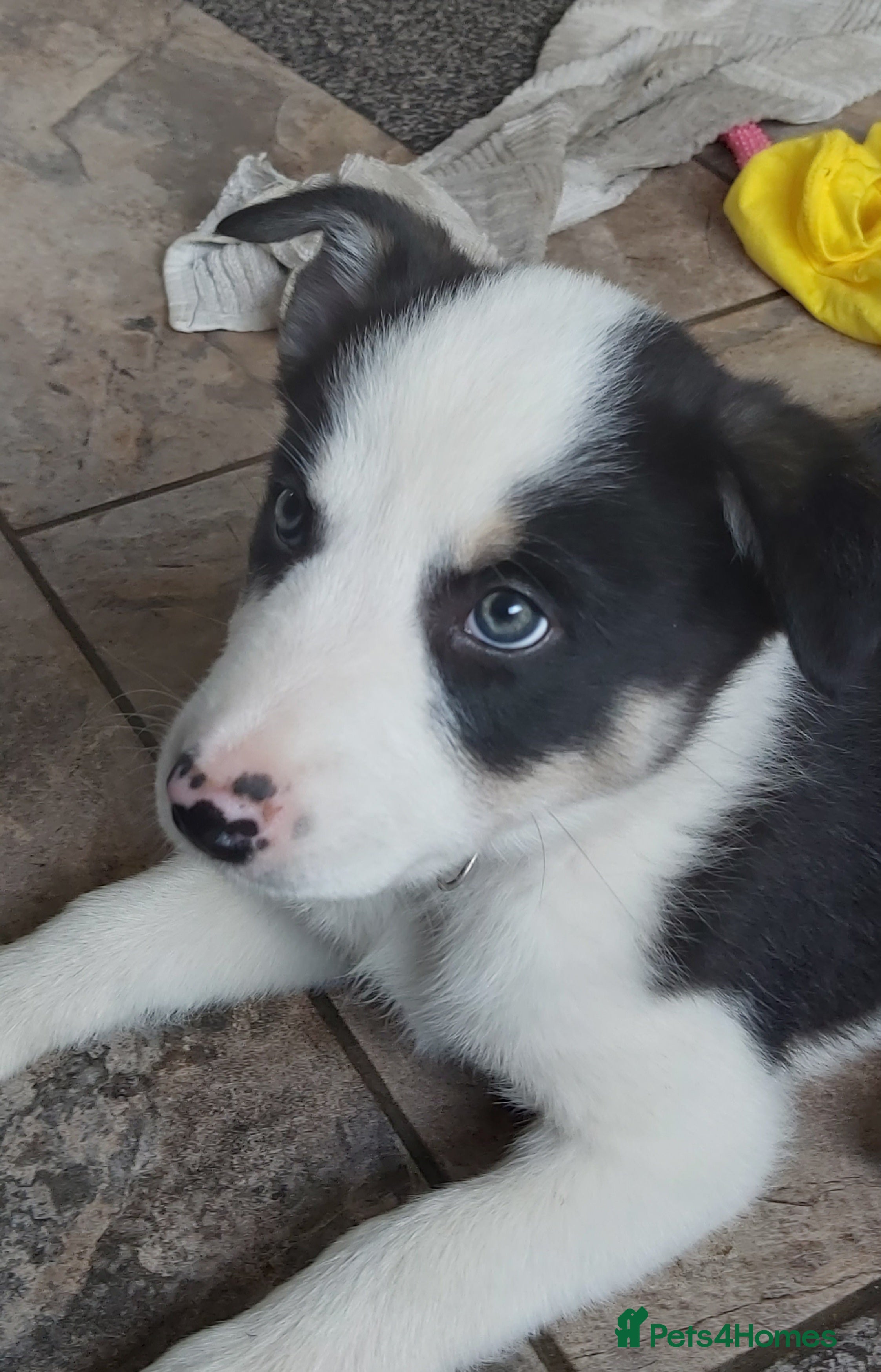 Border Collie dogs Beautiful Tri Coloured Border Collie Puppies - Advert 10