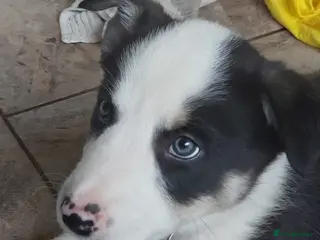 Border Collie dogs Beautiful Tri Coloured Border Collie Puppies - Advert 10