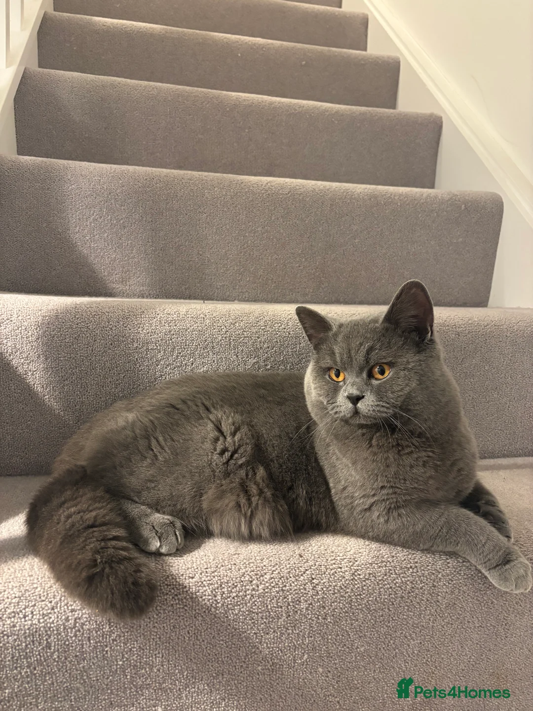 British Shorthair cats for stud: Beautiful British Blue - Advert 3