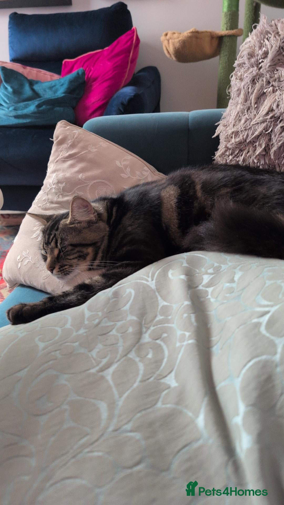 Mixed Breed cats Mixed Breed Maine Coone and Tabby to Rehome - Advert 1