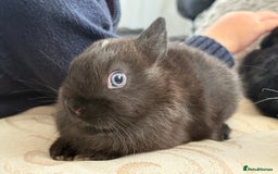 Netherland Dwarf rabbits for sale: 4 Adorable Netherland Dwarf Bunnies  - Advert 16