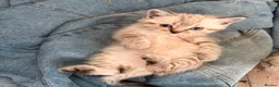 Ragdoll cats for sale: Ragdoll X British shorthaired kittens  - Advert 6
