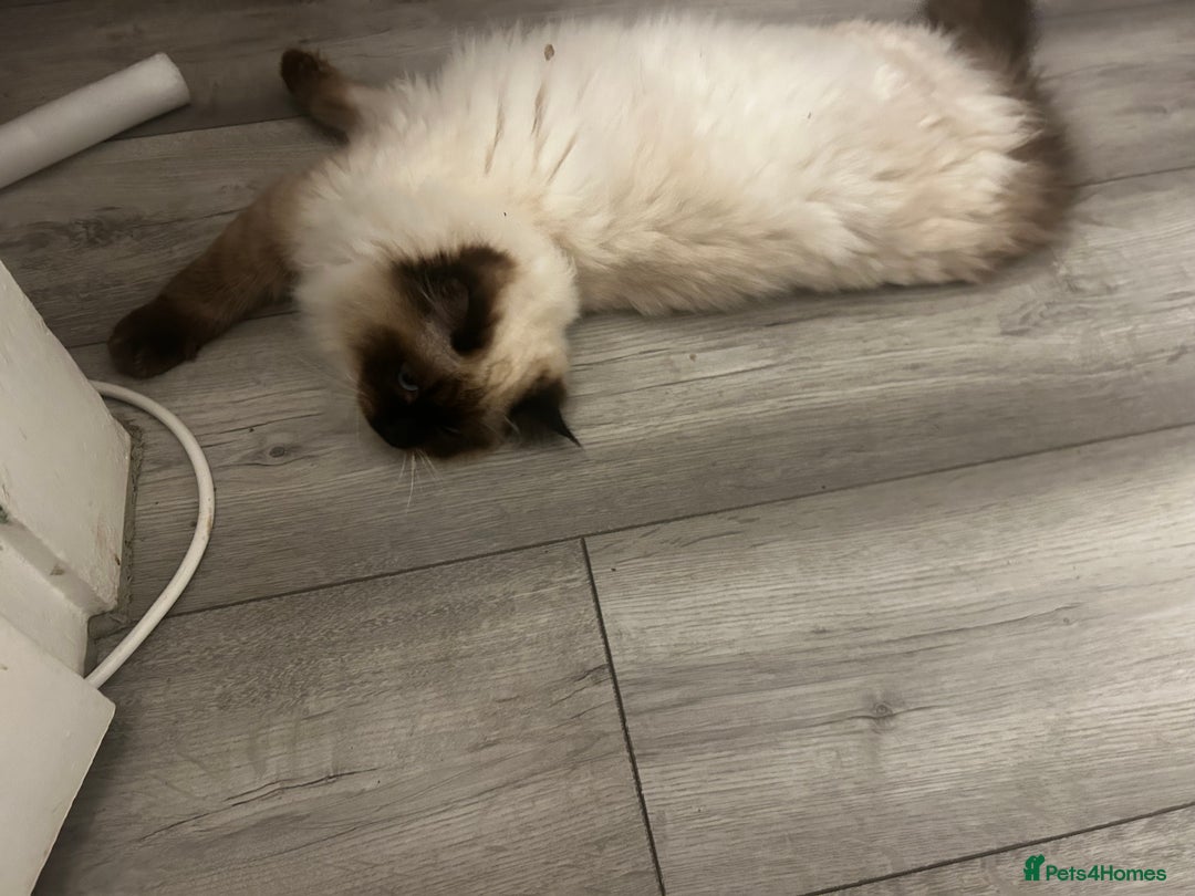 Ragdoll cats for sale: Male Ragdoll boy ready now - Advert 4