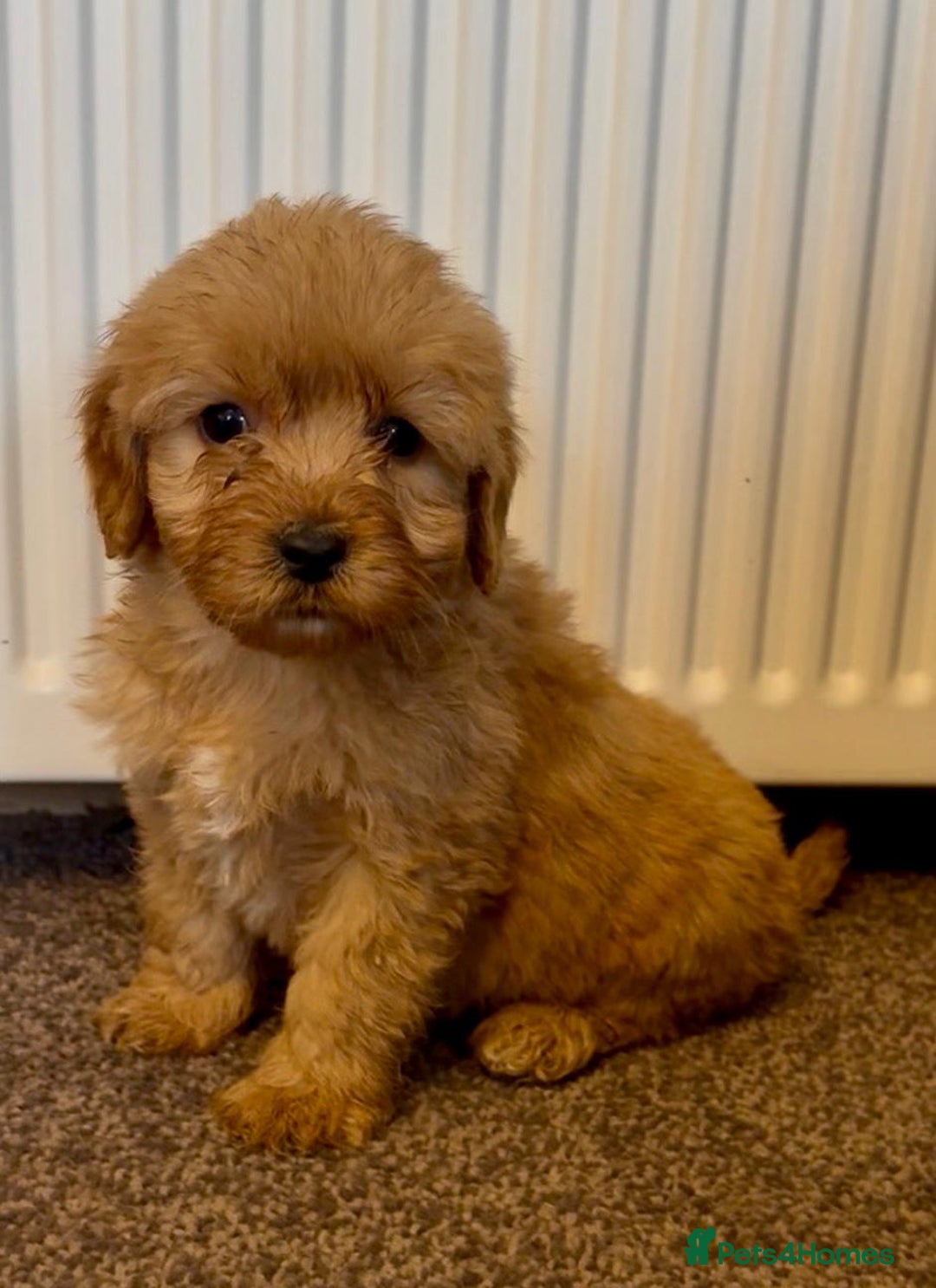 Cockapoo dogs for sale: cockerpoo puppies 3boys 3girls  - Advert 11
