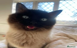 Ragdoll cats for sale: Beautiful pedigree ragdoll kittens - Image 13