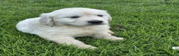 Golden Retriever dogs for sale: ADORABLE GOLDEN RETRIEVER PUPPIES  - Advert 1