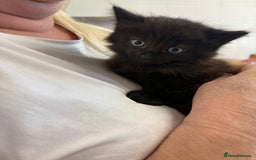Brazilian Shorthair cats for sale: Kittens for sale - Image 2