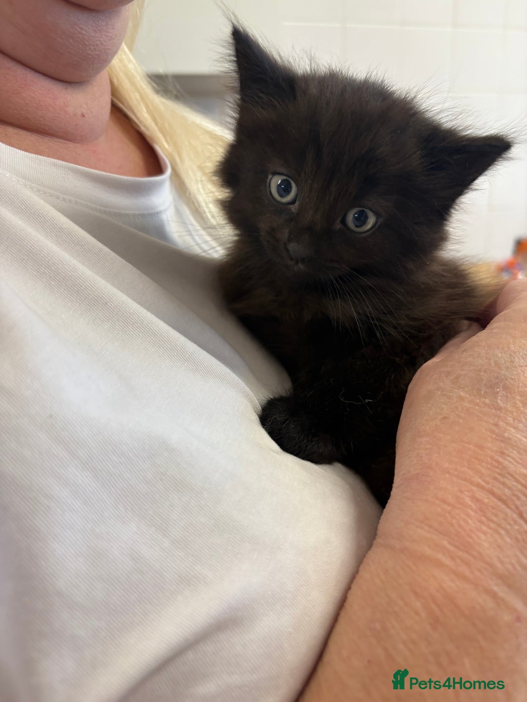 Brazilian Shorthair cats for sale: Kittens for sale - Image 2