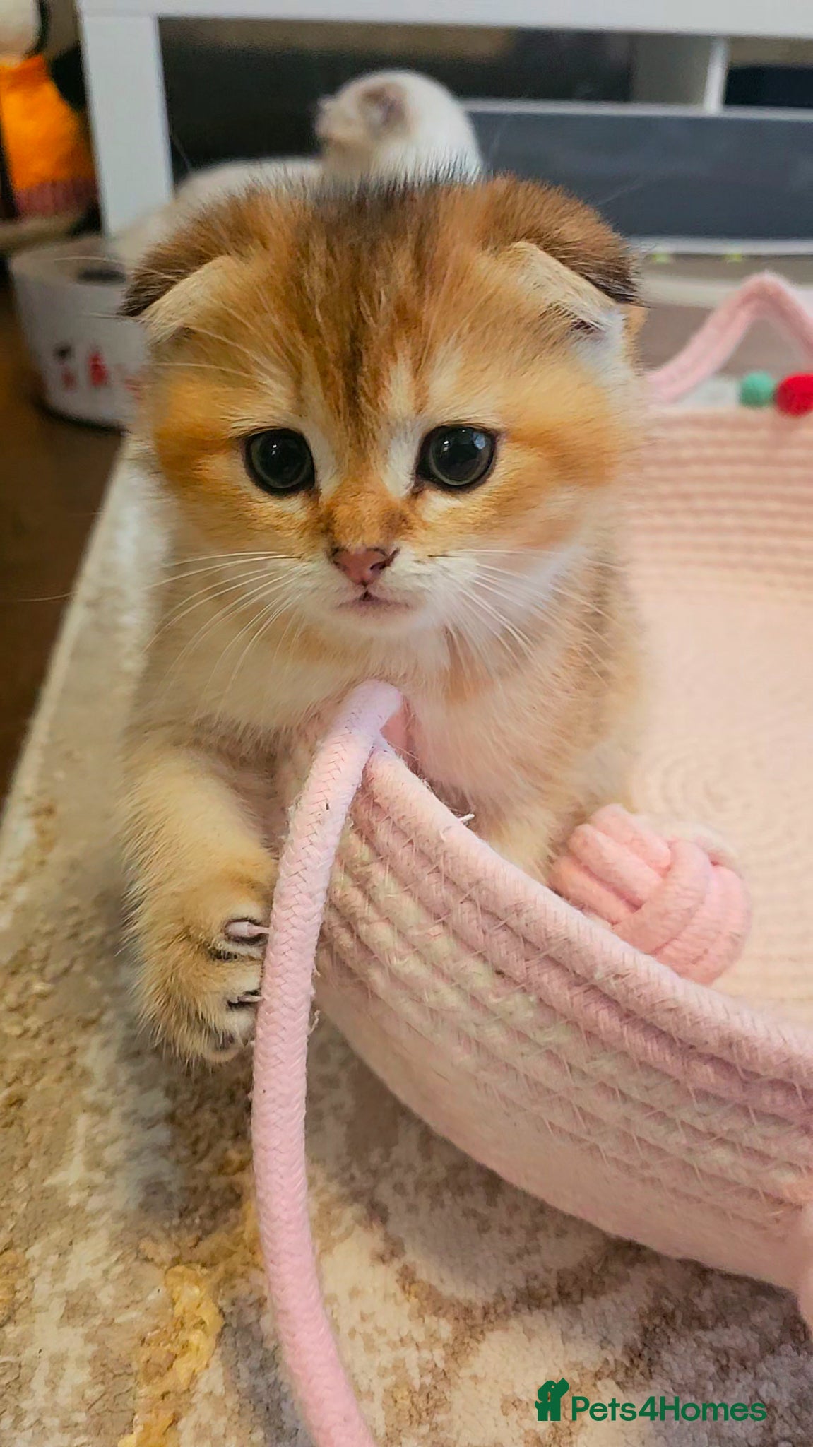 Scottish Fold cats Pedigree SF kittens😻READY FOR RESERVATION - Advert 2