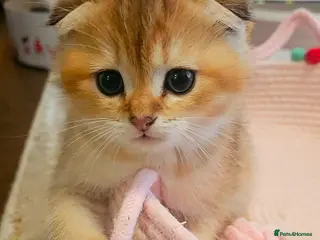 Scottish Fold cats Pedigree SF kittens😻READY FOR RESERVATION - Advert 2
