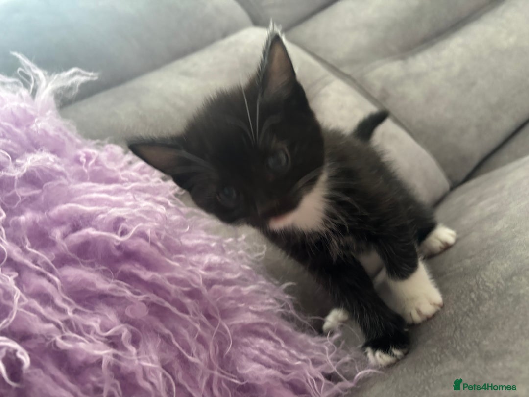 Mixed Breed cats for sale: 3 little kittens - Image 8