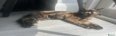 Mixed Breed Kitten 2