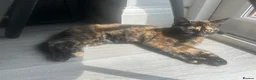 Mixed Breed cats for sale: Kitten for sale - Advert 2