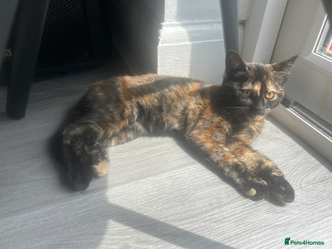 Mixed Breed cats for sale: Kitten for sale - Advert 2