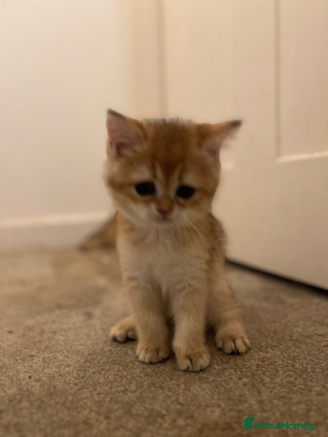 British Shorthair cats for sale: Only two boys left ready to go ❤️ - Image 18