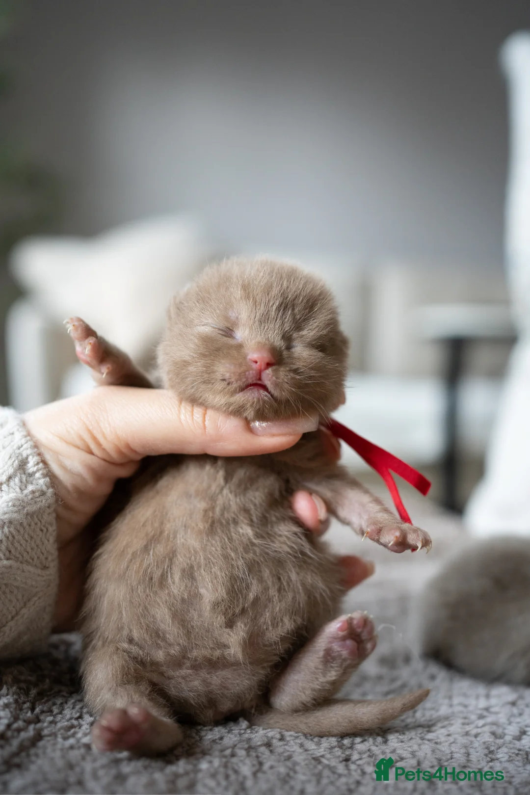 British Shorthair cats for sale: Another Wonderful Litter ❤️ - Advert 4