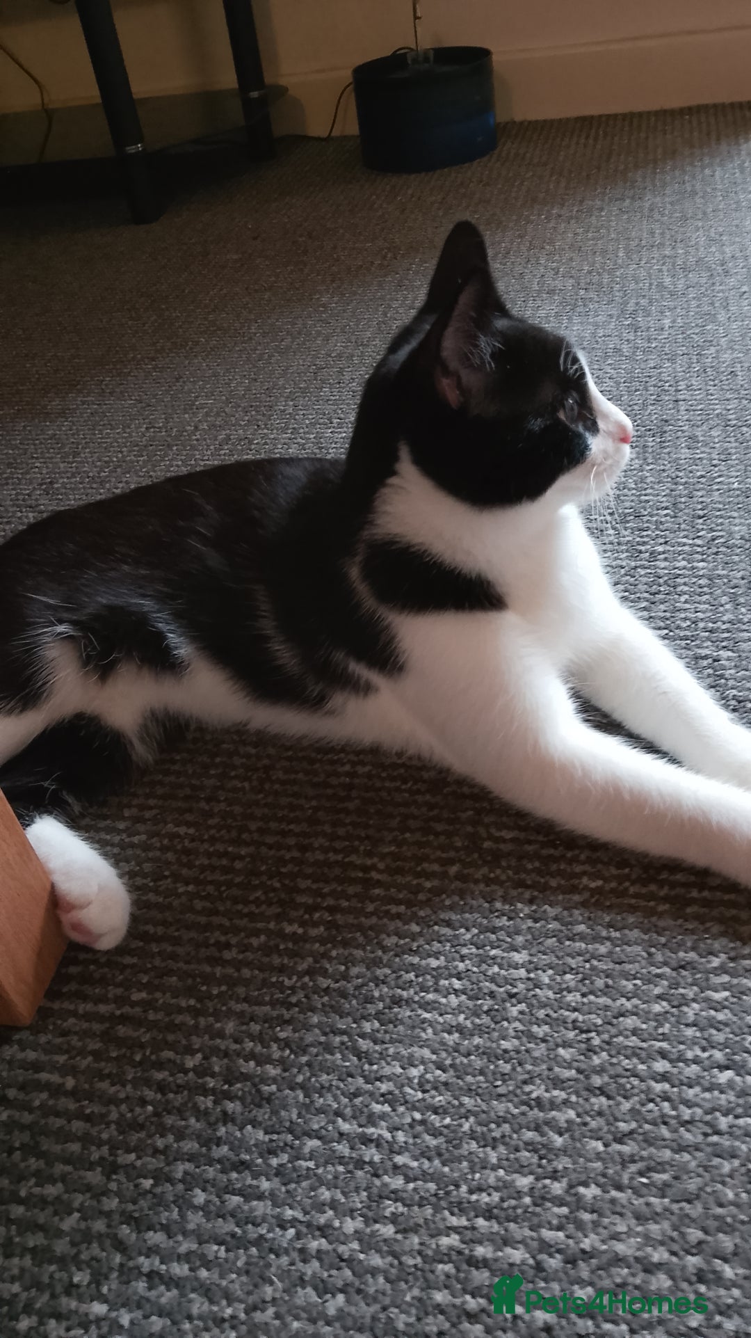 Mixed Breed cats for sale: One little tuxedo 🥰 - Image 11